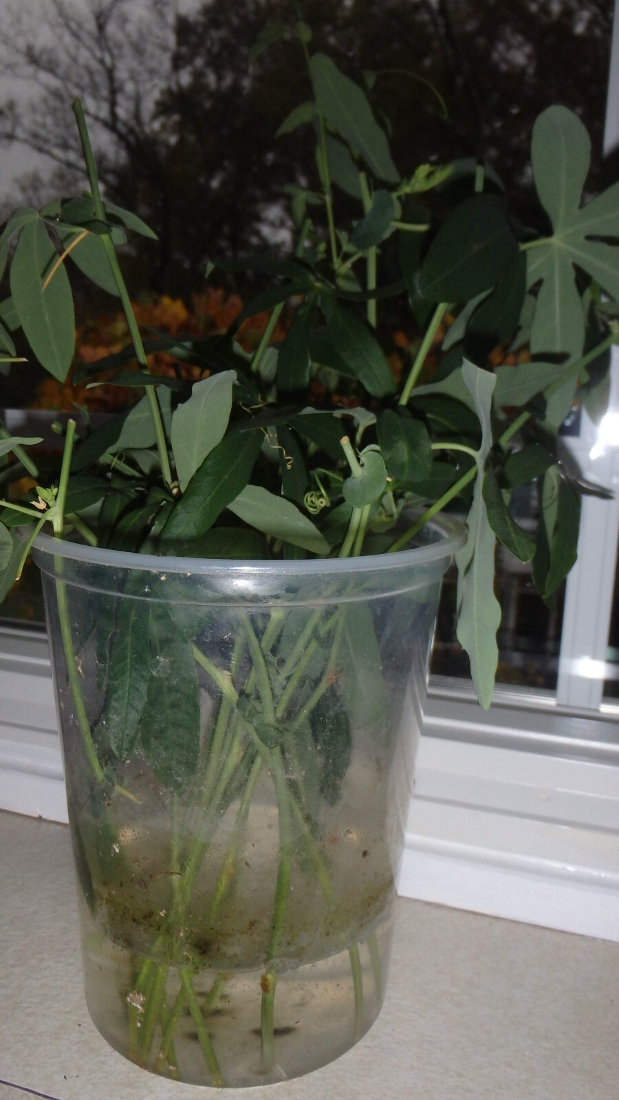 Passiflora Caerulea 15 cuttings, Blue Passion flower vine, 6-8 inches long each
