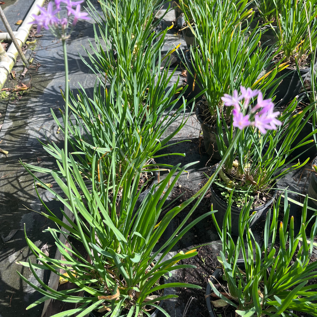 Chives Garlic Allium Schoenoprasum, Planta Cebollin 6 in Pot Large