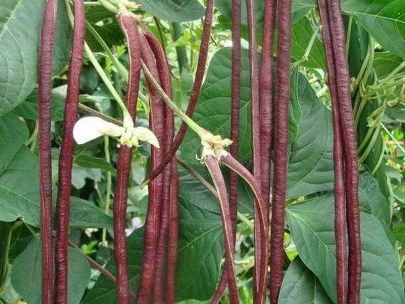 25 Chinese Red Noodle-Yard Long Bean Seeds, NON-GMO, Used often in Asian cooking
