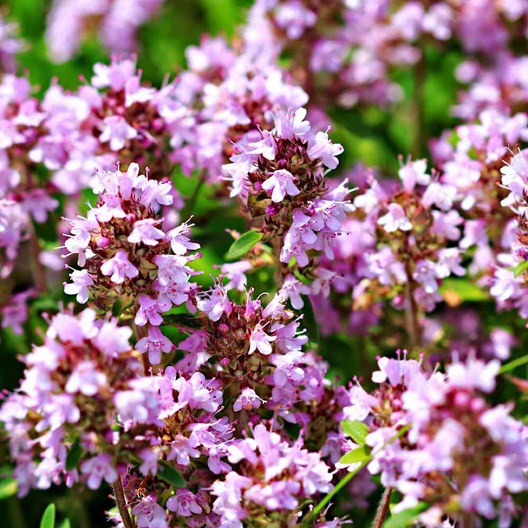 2000+ Wild Thyme Seeds -Creeping THYME -Groundcover Heirloom – USA