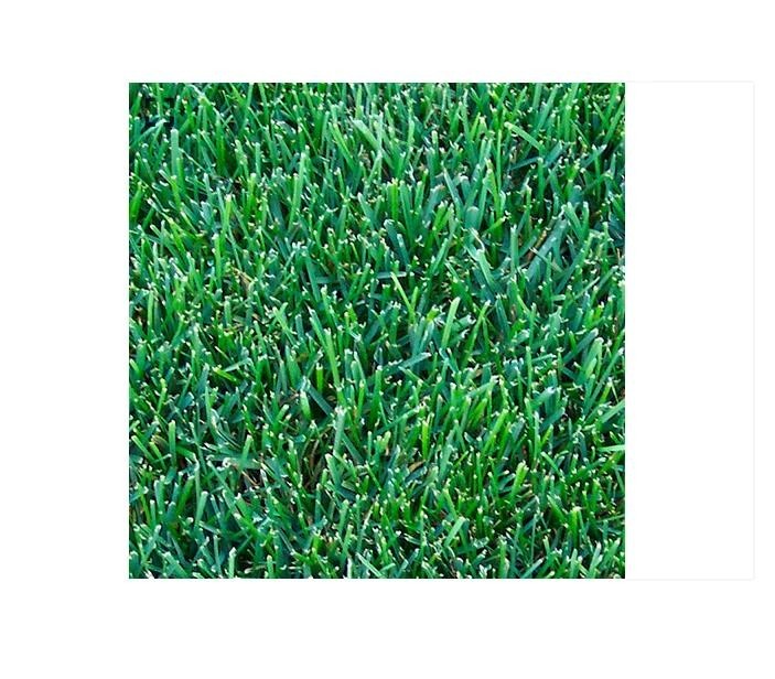 Kentucky Bluegrass Lawn & Grass Seed 98/85 – 50 lb Cool-Season Turf