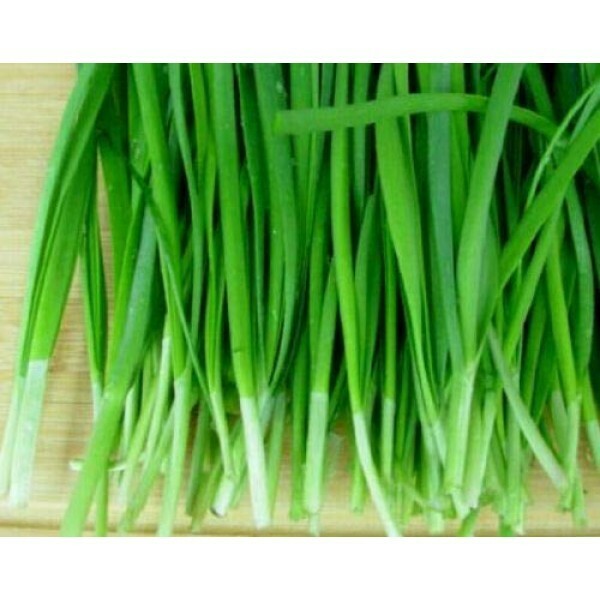 Chinese Garlic Chives 150 Seeds from USA