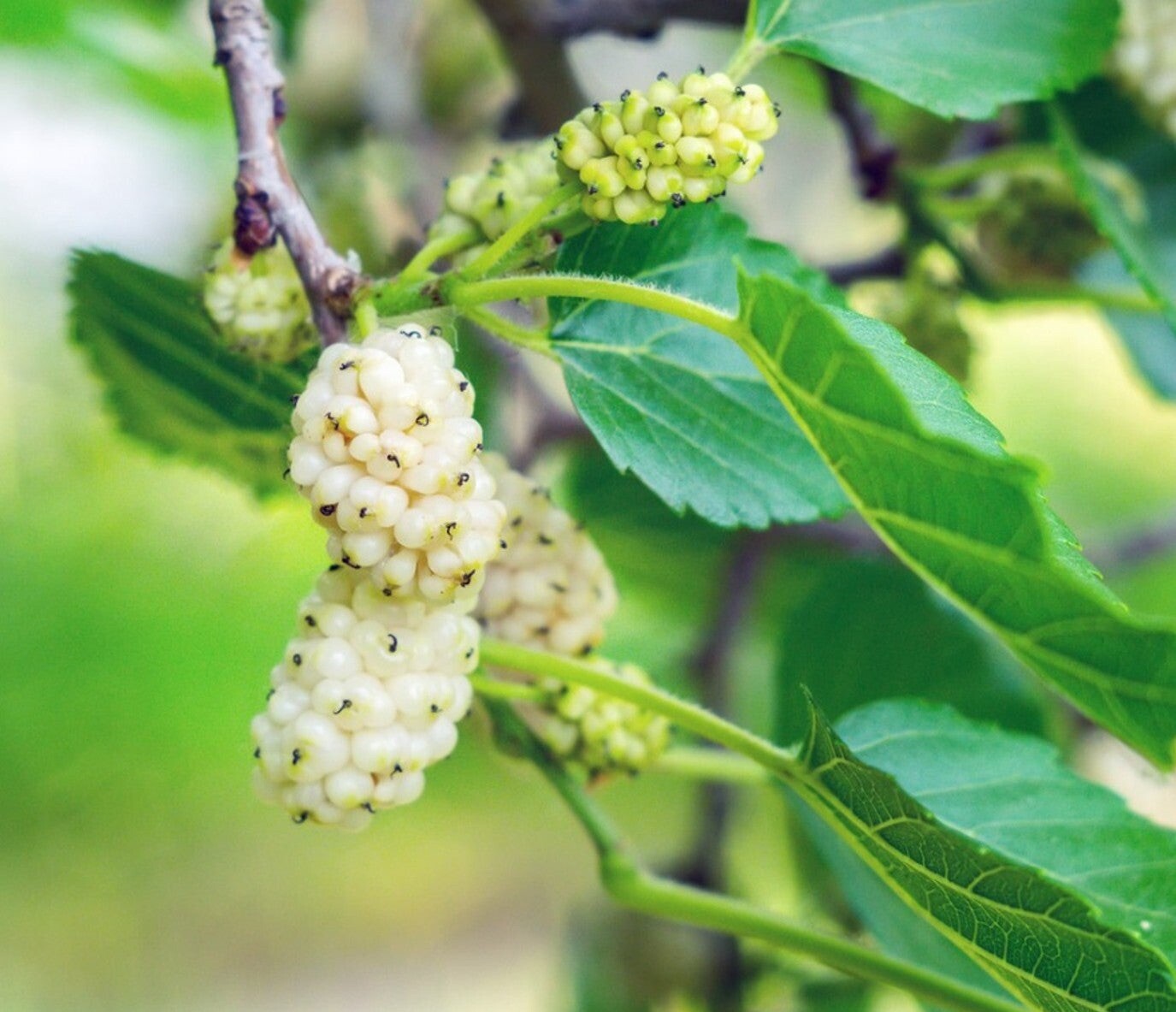20 SEEDS White Mulberry for Planting | Morus Alba | NON-GMO