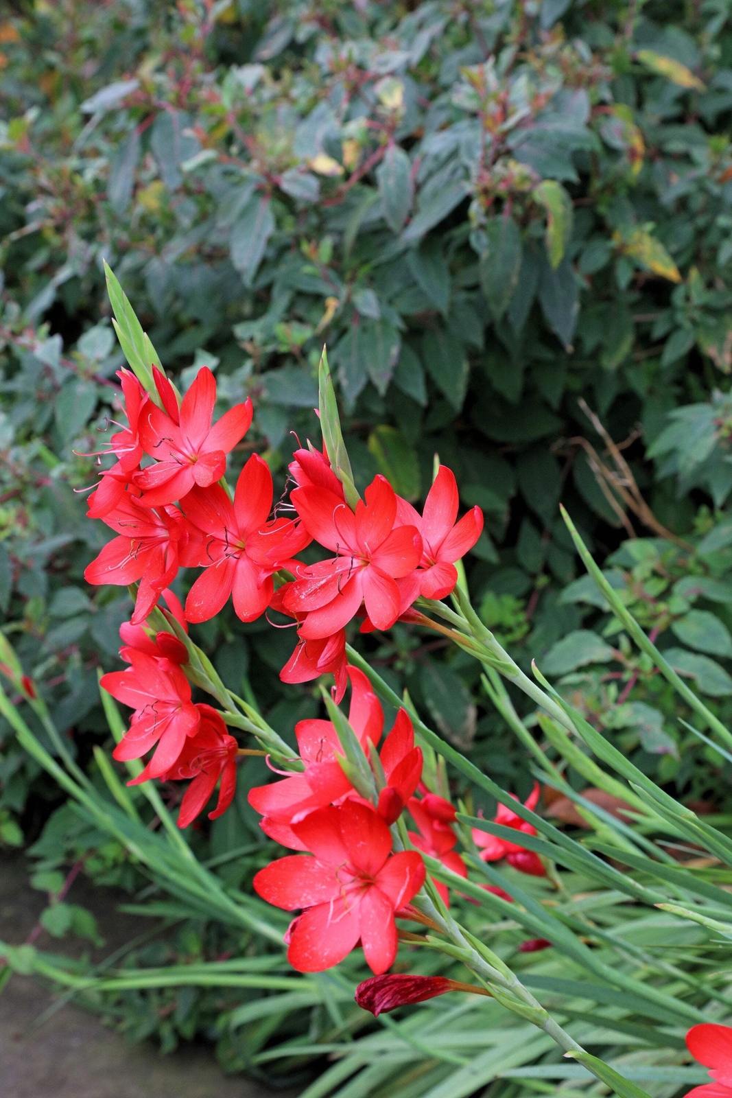 20 PAINTED PETALS FREESIA Mixed Colors Anomatheca Laxa Red Blue + Flower Seeds