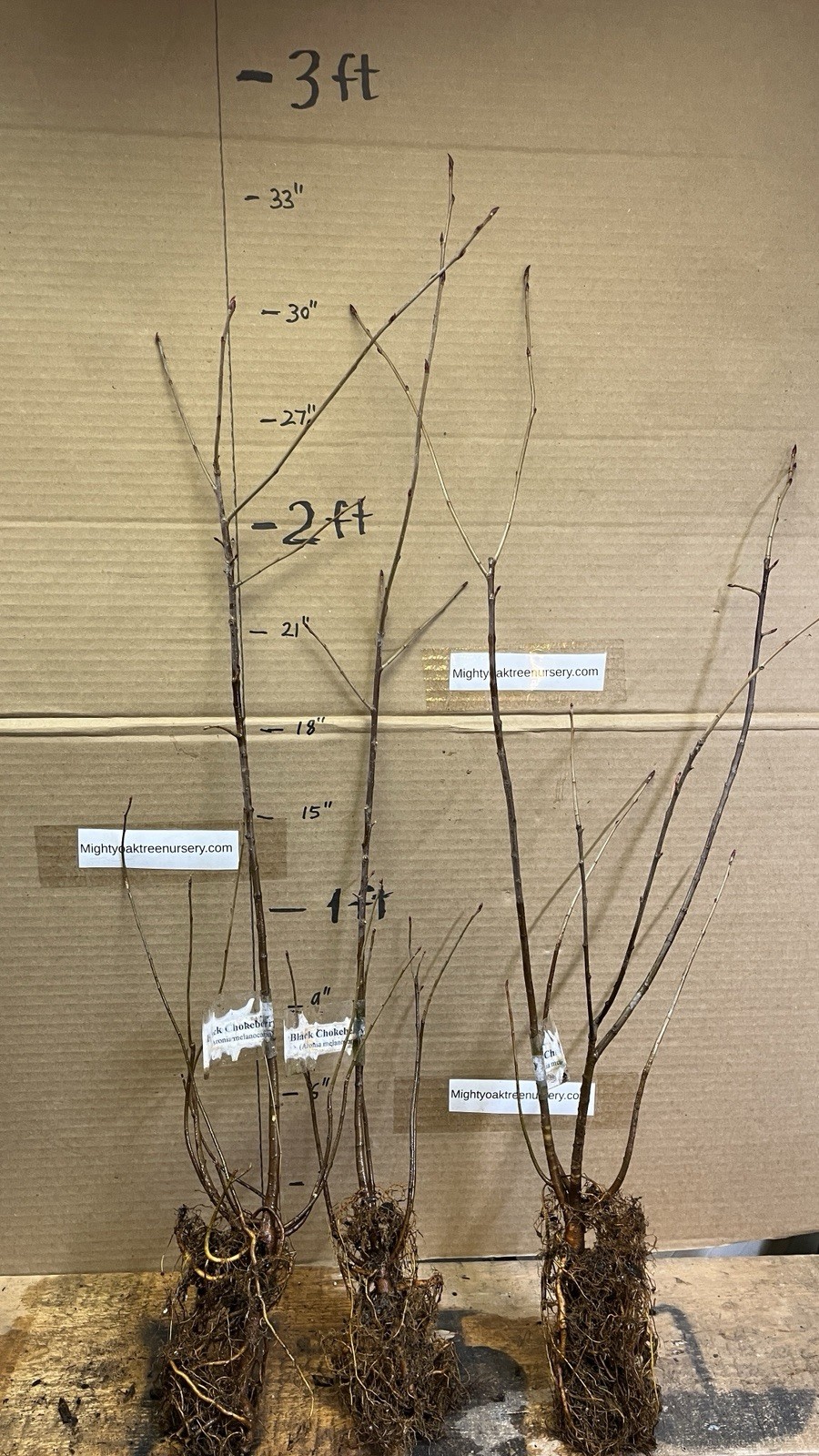 2-3 ft tall Viking Aronia melanocarpa – Black chokeberry, plant potted