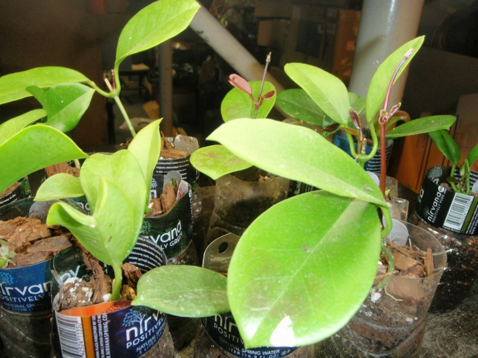 Hoya Keysii (Hoya australis) 1yo plant with 5-6 leaves well rooted
