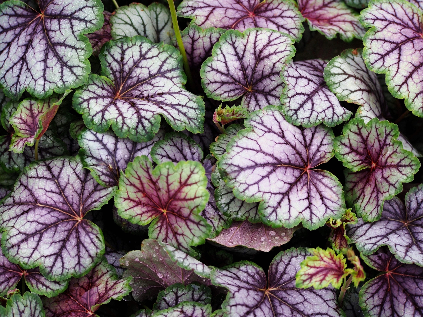1200 MIXED COLORS CORAL BELLS HEUCHERA Shade Flower Seeds *Flat S/H