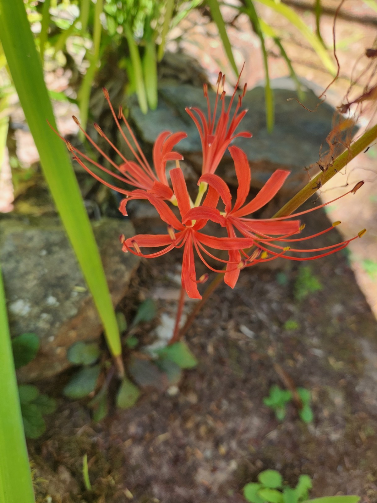 5++ Red Spider Lily/ Surprise Lily bulbs
