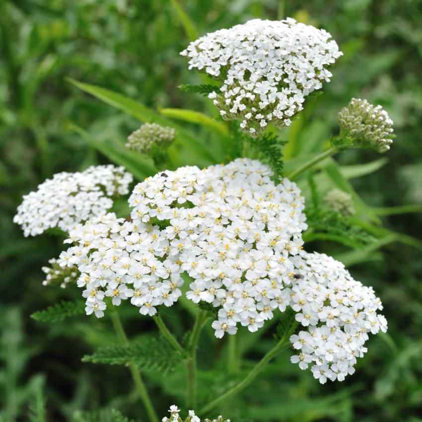 5000 Seeds Achillea White Yarrow Seeds For Planting | Yarrow Wild Flower Seeds