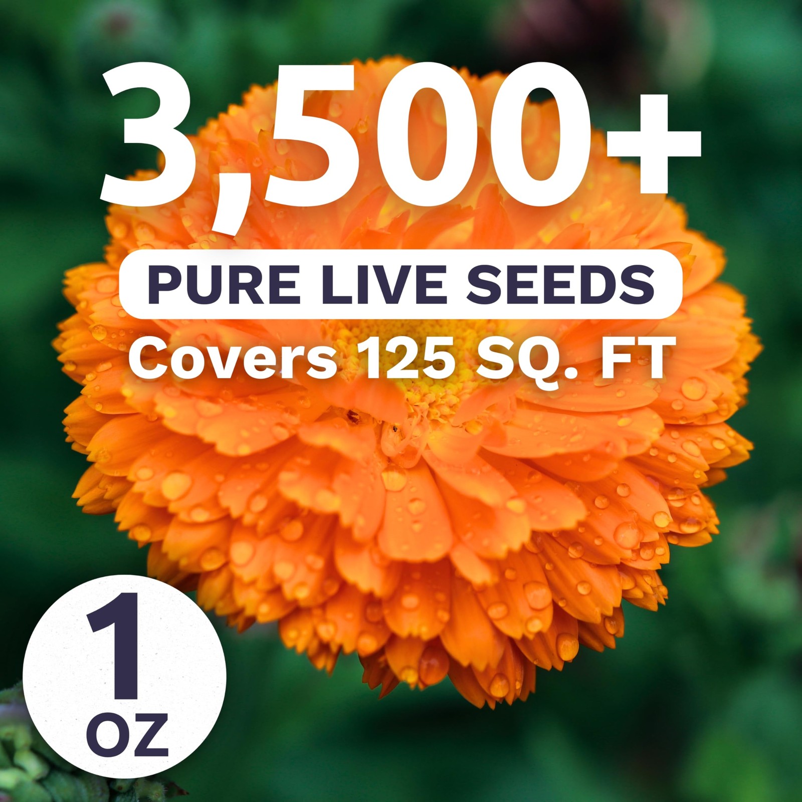 “Calendula Flower Seeds – 3,500 Count, Large 1 Ounce Packet for Planting”