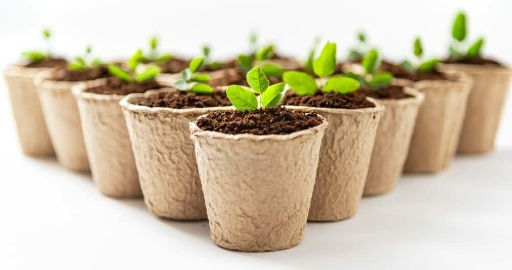 3 Inch Starter Pots – 50 Pack of Biodegradable Containers