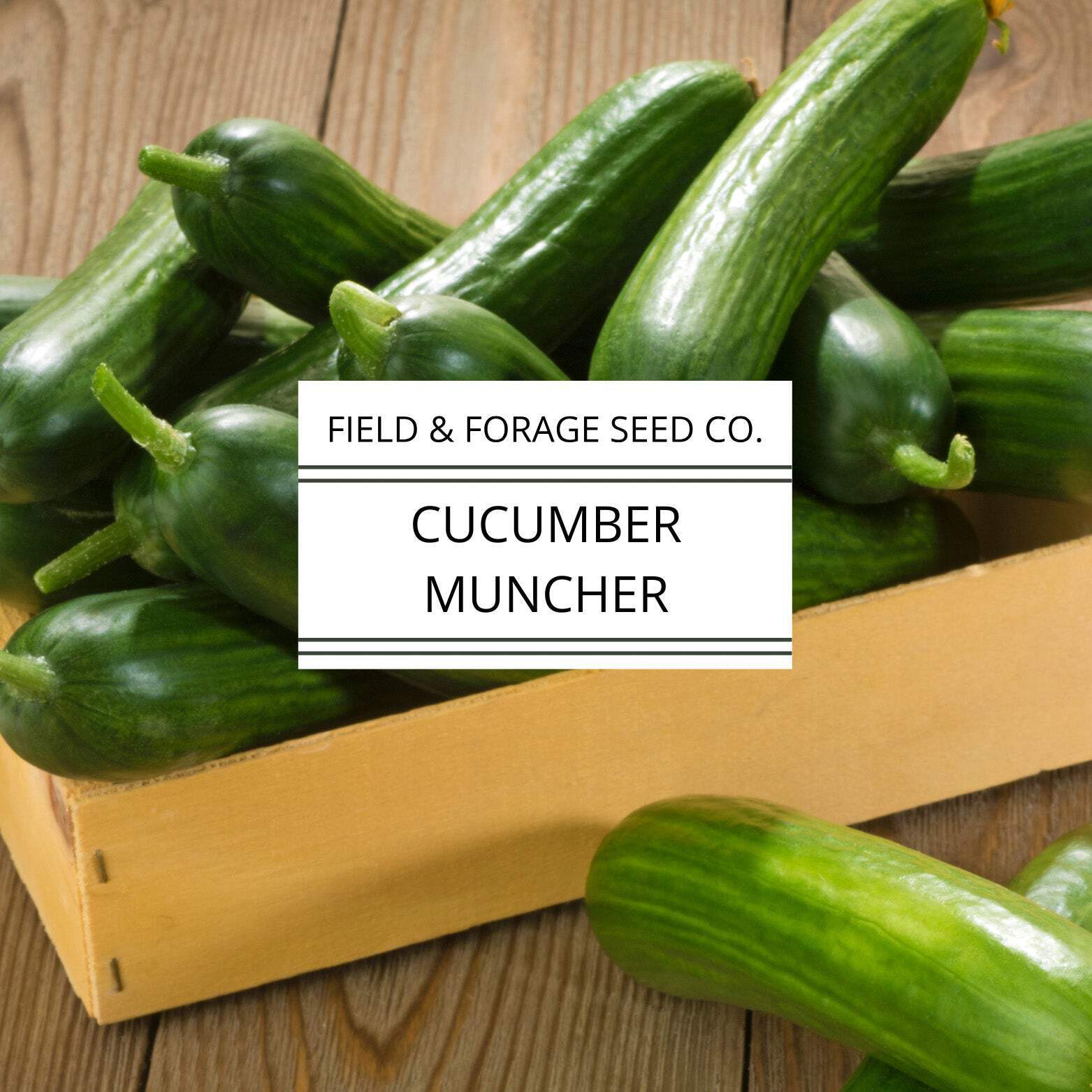 Cucumber Muncher | Cucumis sativus ‘Muncher’ | Sweet, Burpless Heirloom | Non-GM