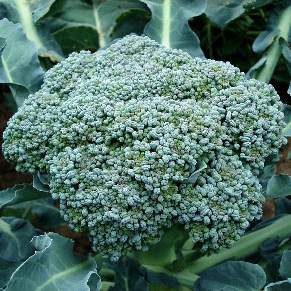 Waltham 29 Broccoli Seeds Non-GMO Heirloom FREE SHIPPING