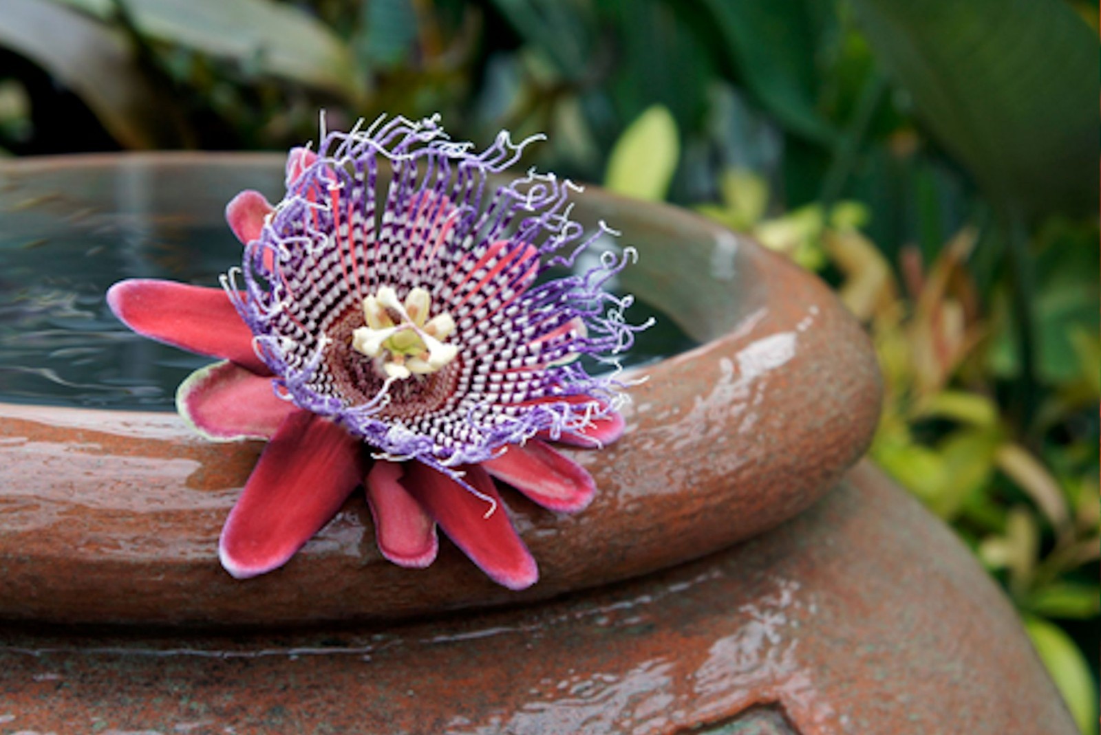 Giant Granadilla Seeds! 10 All Natural Heirloom -Passiflora quadrangularis
