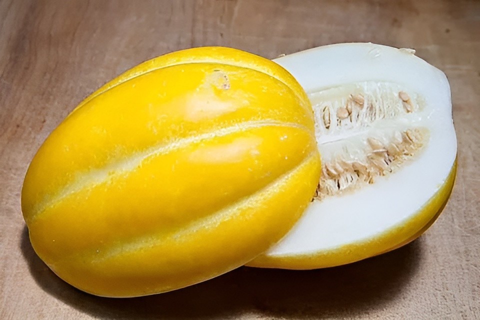 40 Heirloom Early Silver Line Melon Seeds – 2-3Lb Super Sweet Korean Melon