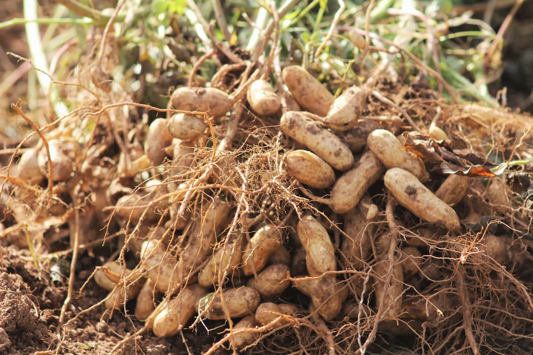 Jumbo Bailey Virginia Peanut Seeds | For Planting Top Producer Pea Nut Seed 2024