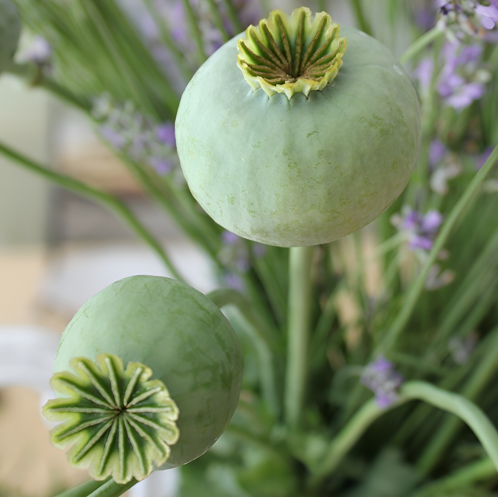 1,000 The Giant – Giganteum P. Somniferum Poppy Seeds -HUGE Pink&Purple Blooms!