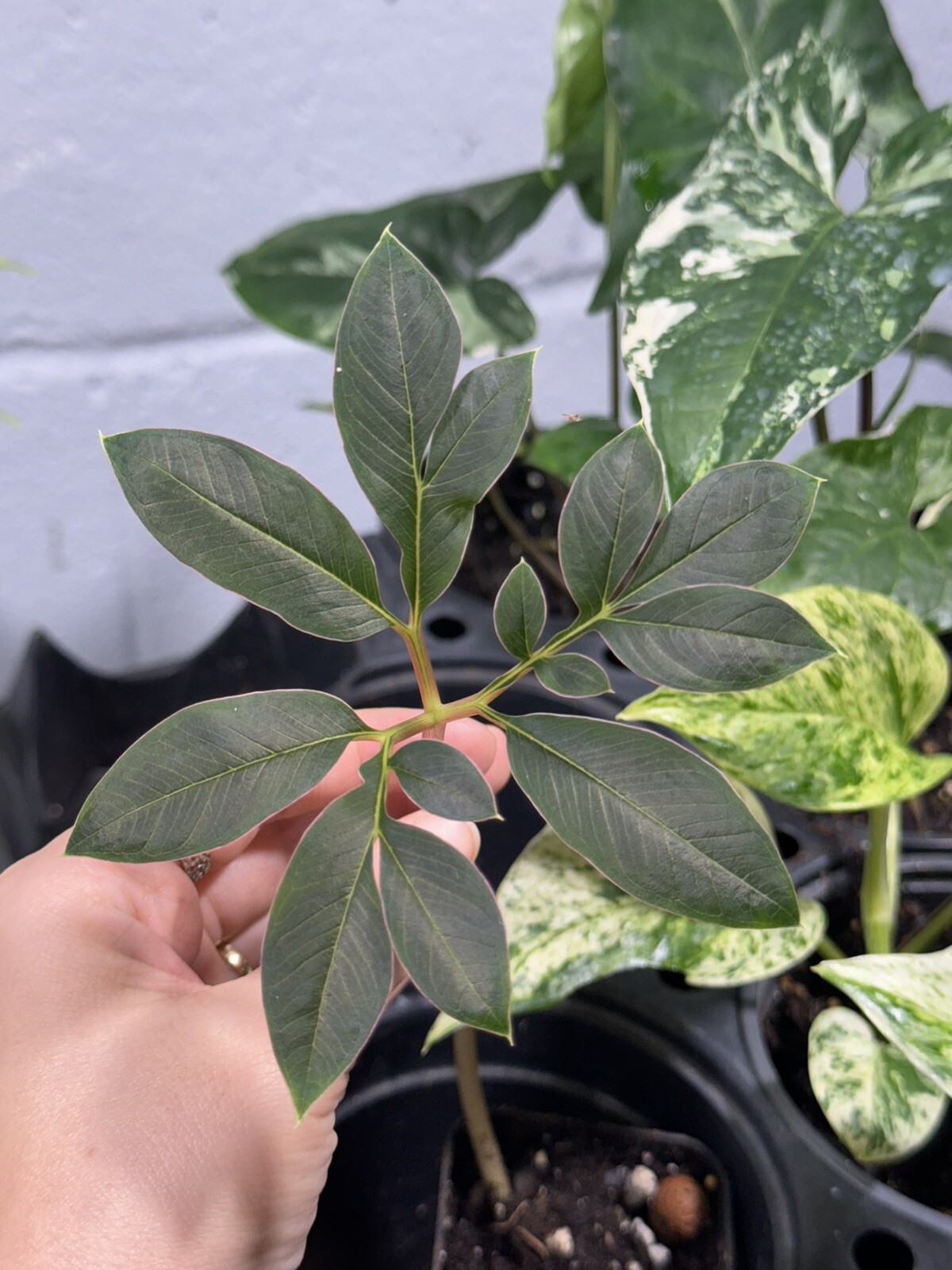 Amorphophallus atroviridis bulb caudex – tropical RARE plant