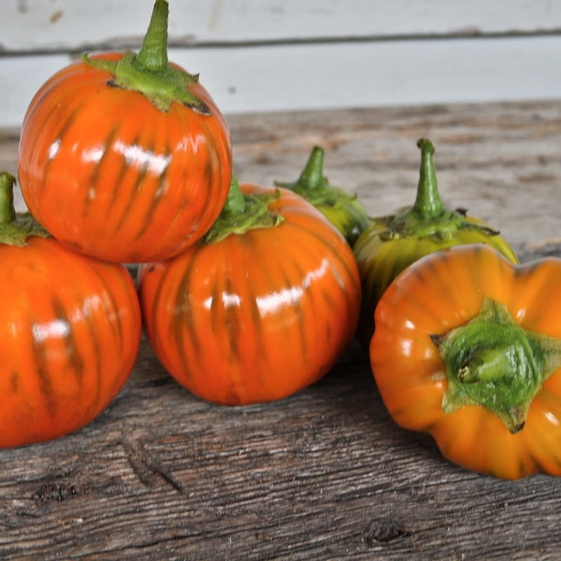 25+ TURKISH ORANGE EGGPLANT SEEDS — HEIRLOOM – ORGANIC – NON GMO ——– FRESH
