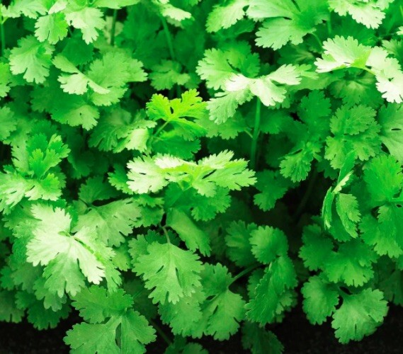 100 Organic Cilantro, Leisure Coriander Seeds, FREE SHIPPING