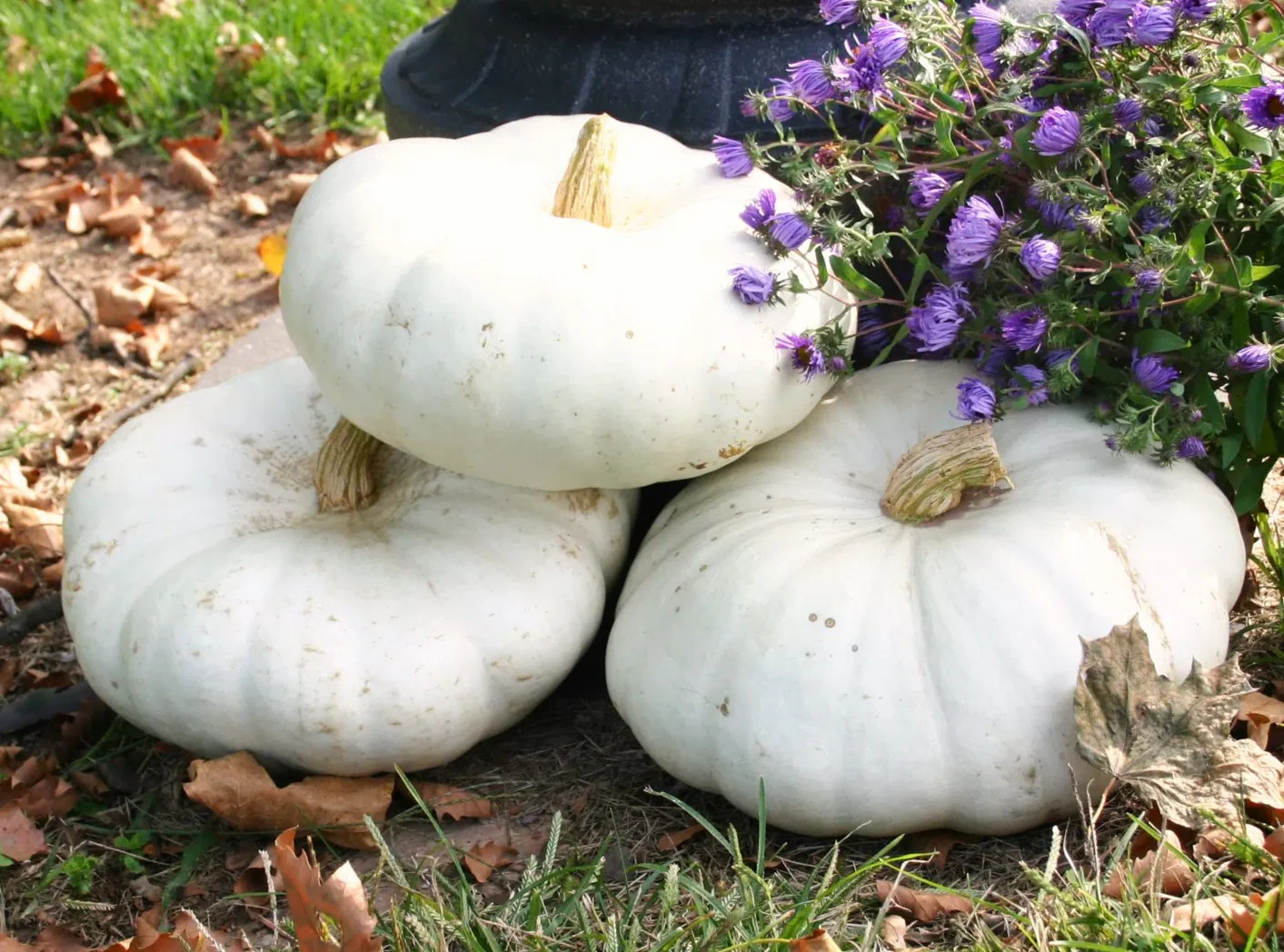 Flat White Boer Pumpkin Seeds | Stackable Cinderella Casper Squash Seed 2025