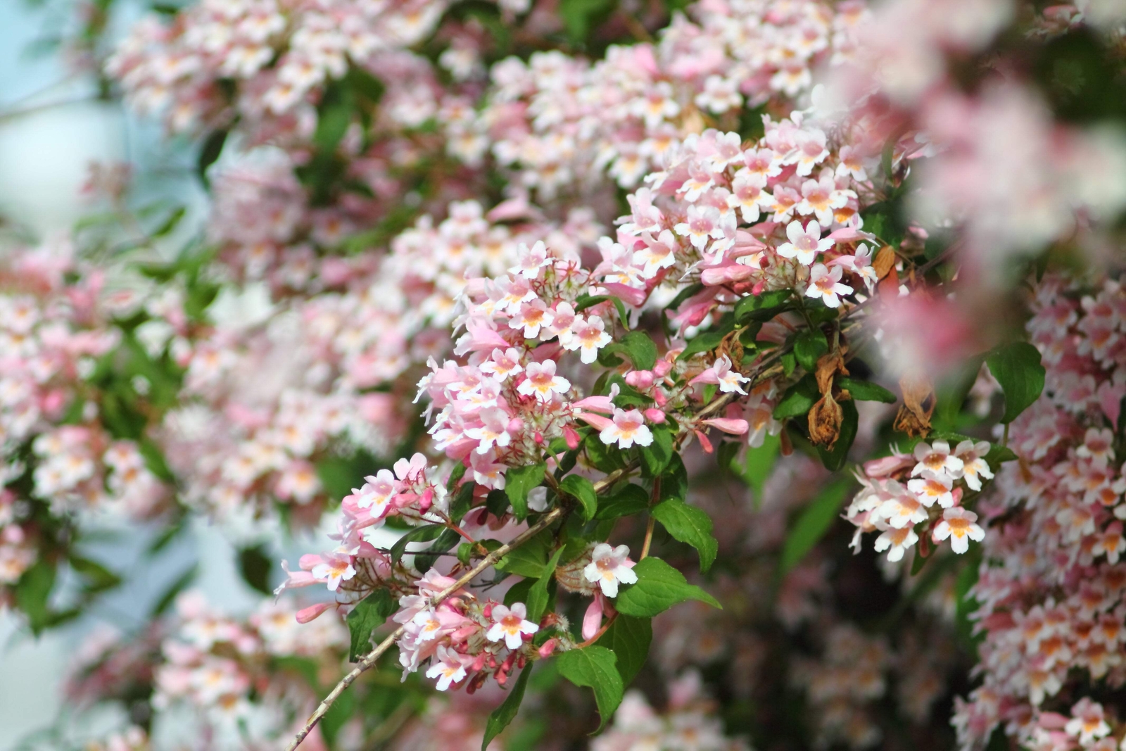 10 BEAUTY BUSH SHRUB Beautybush Kolkwitzia Amabilis Flower Seeds *Flat S/H