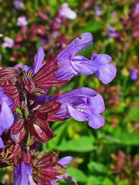 Salvia officinalis | Common or Garden Sage | 5 Seeds