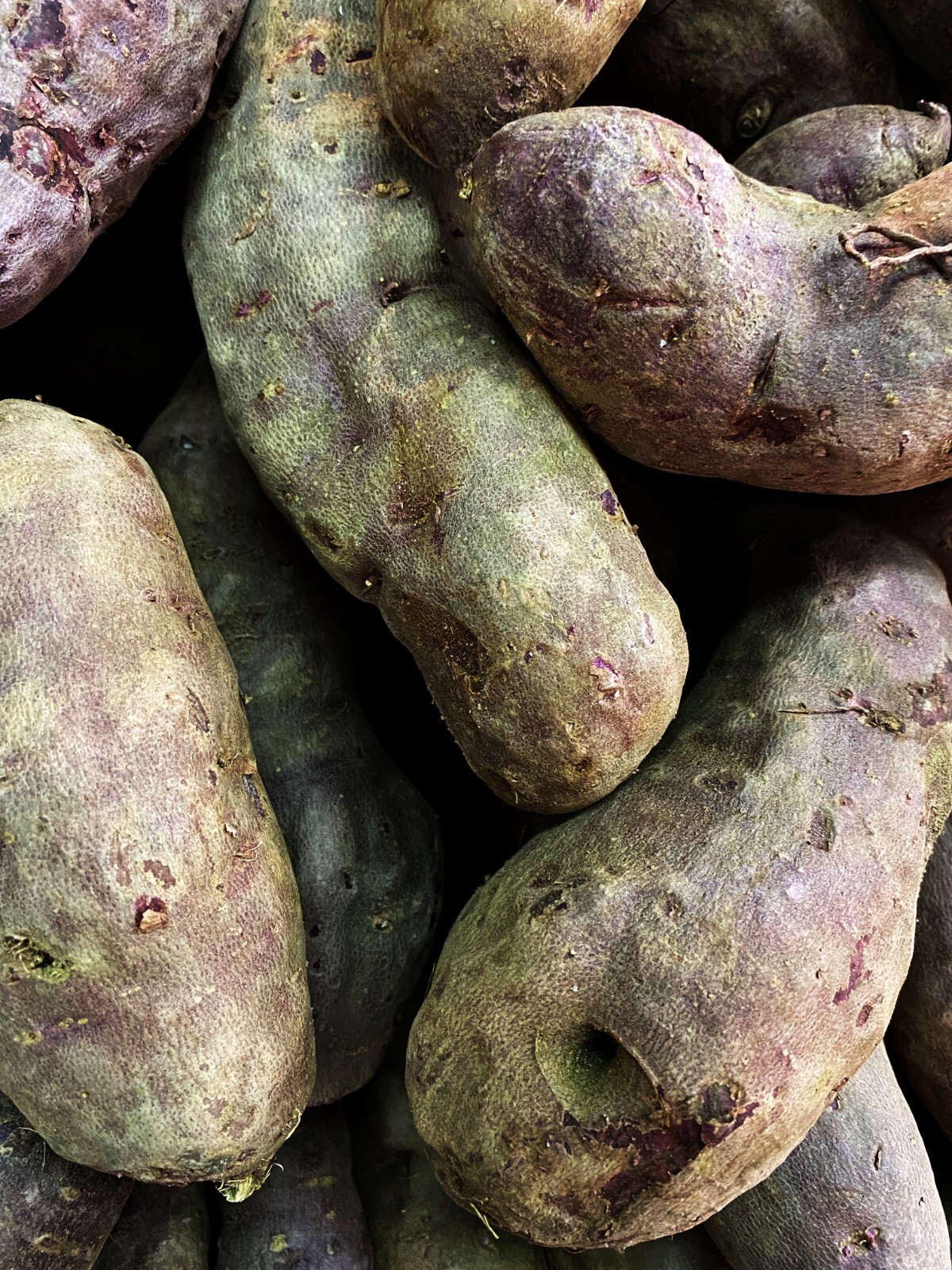 Japanese Purple Sweet Potatoes Beni Imo Planting or Cooking Non GMO