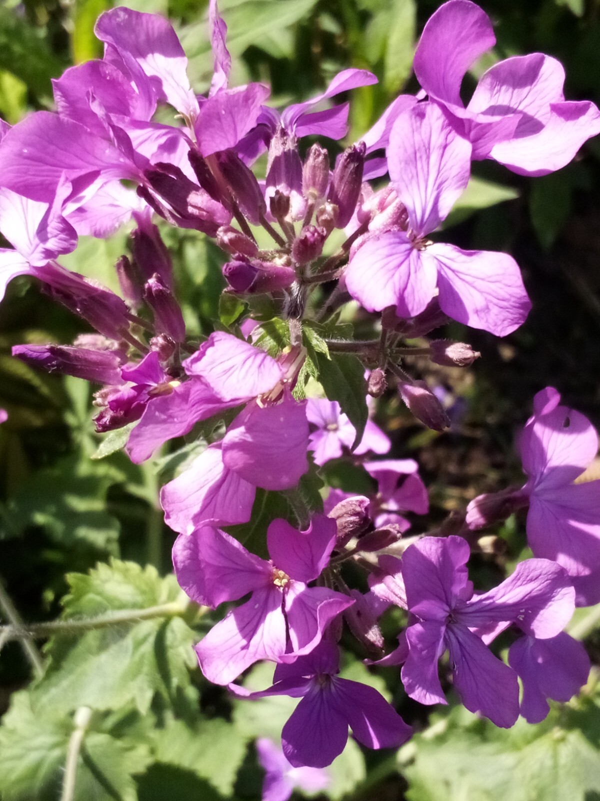 100 SEEDS MONEY PLANT LUNARIA BIENNIS