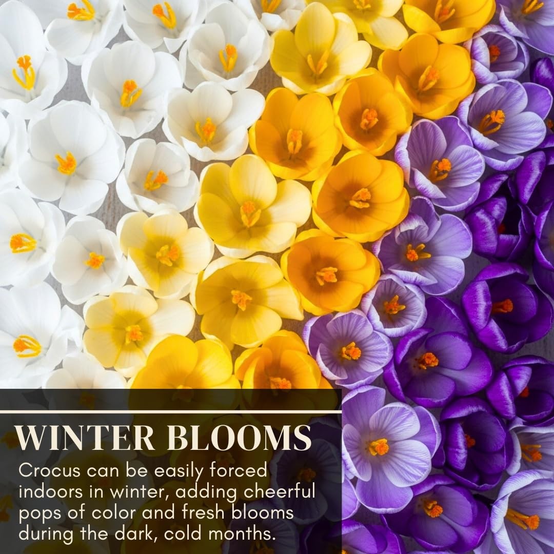 Pre-Chilled Crocus Bulbs for Forcing Indoors – Holiday Gift of Winter Cheer –…