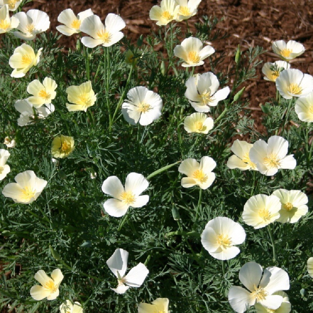 2,000 White Linen California Poppy Flower Seeds Eschscholzia Calif For Planting