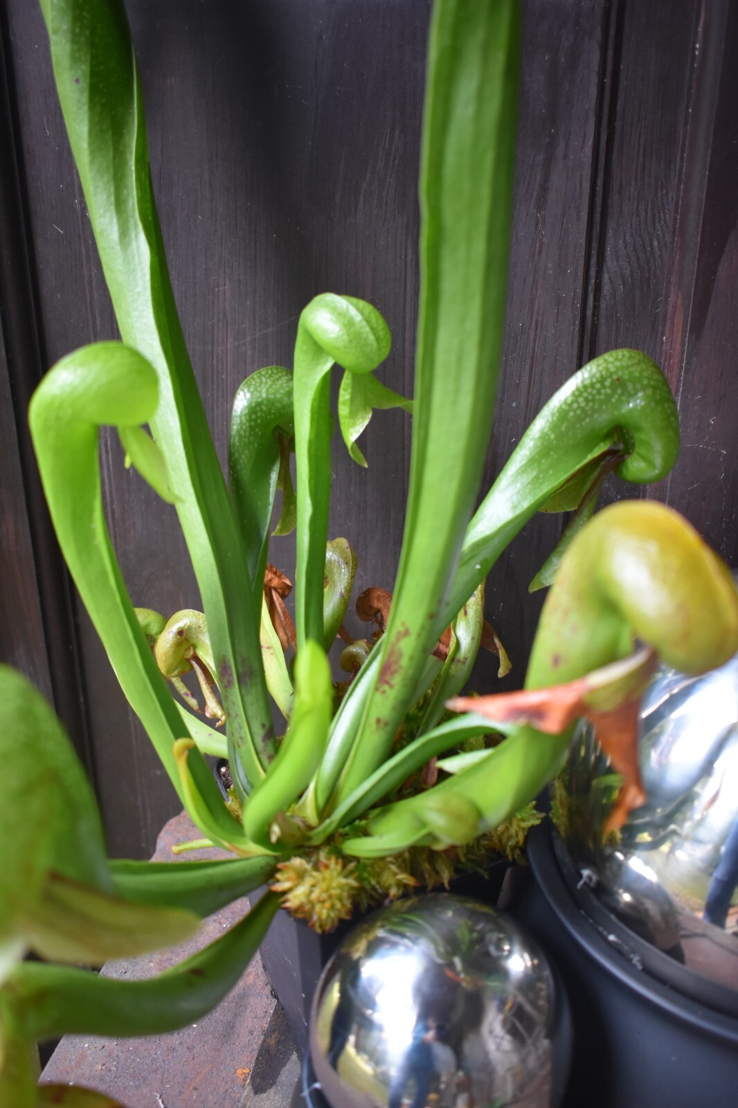 2025 NEW! COBRA LILY Darlingtonia Murkwood’s GIANT x SELF Carnivorous Plant SEED