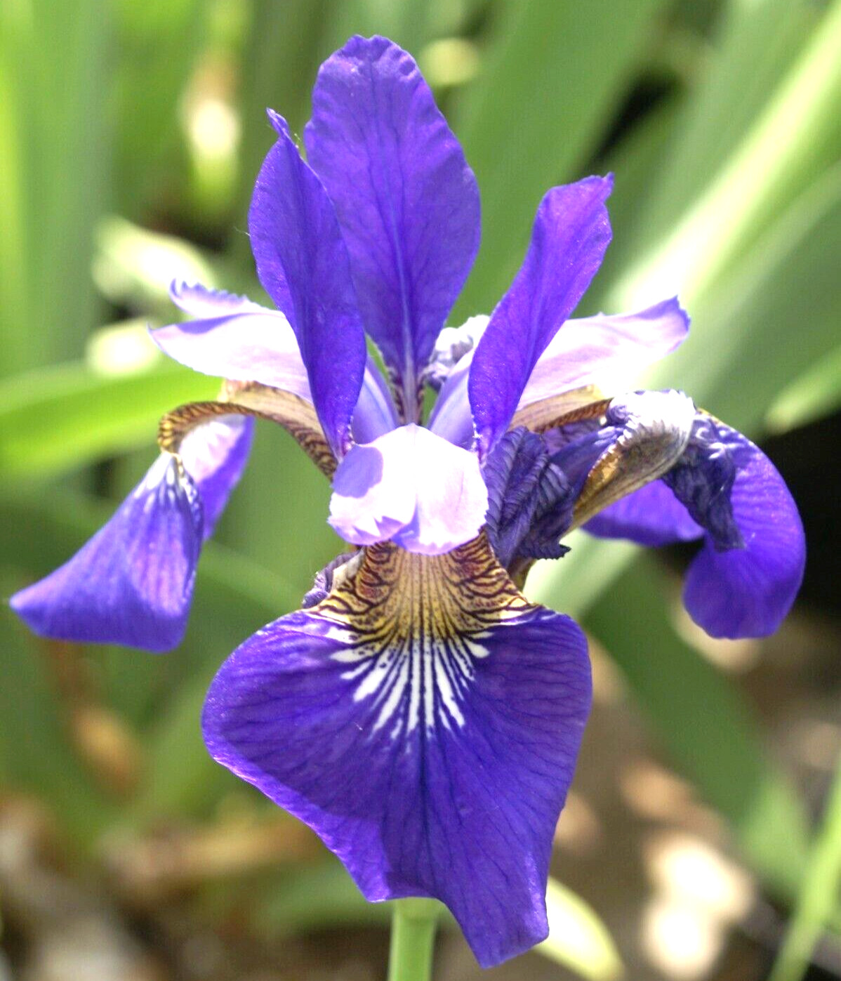 4 bulbs roots of Siberian iris Ceasar’s Brother Bright Purple Perennial