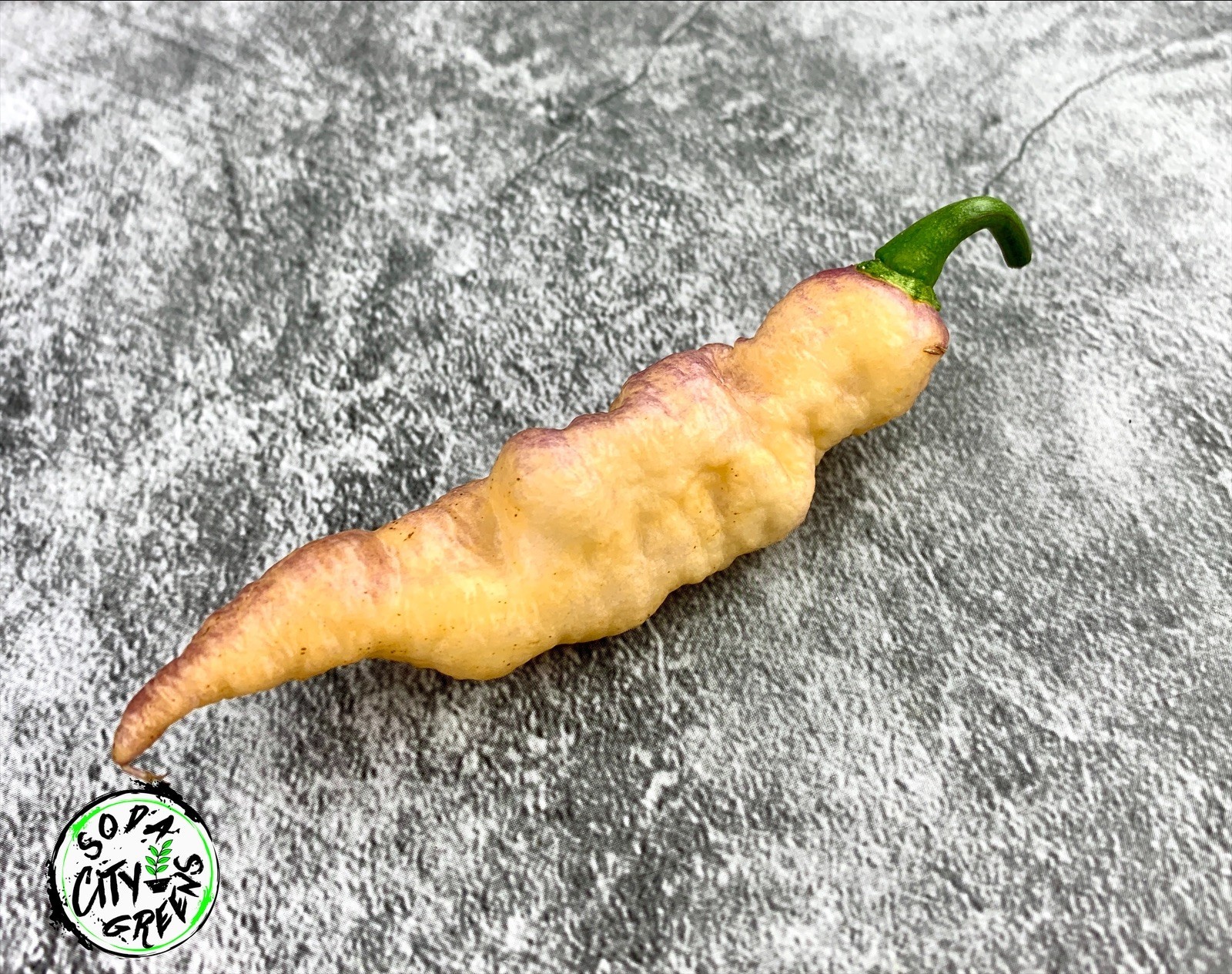 Dream DD Pepper Seeds