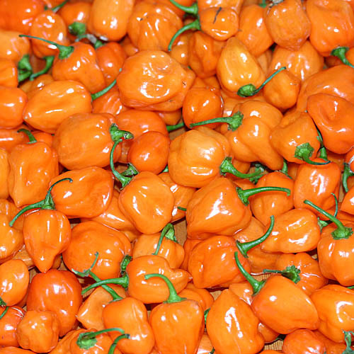ORANGE HABANERO PEPPER SEEDS * BULK 100 COUNT * HOT HOT * 350,000 SCOVILLE*