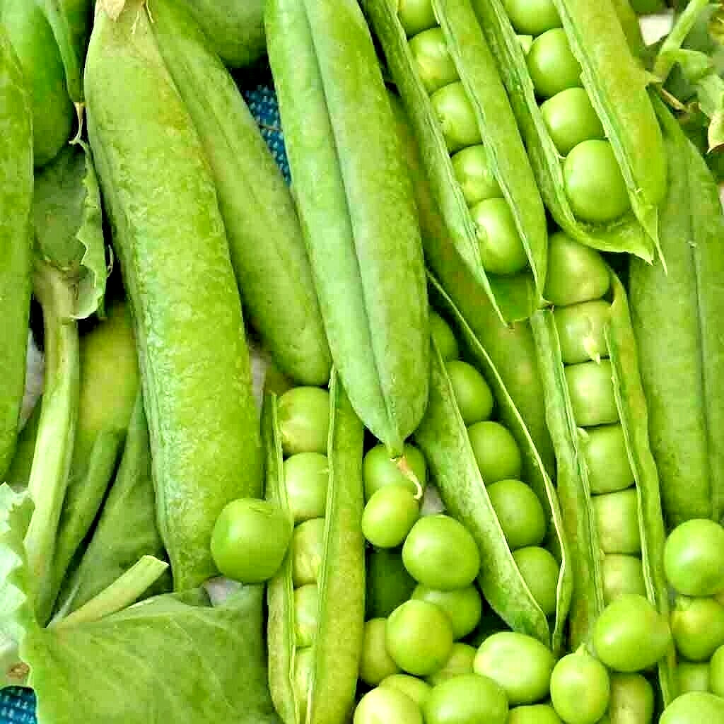 150+ OREGON SUGAR POD PEAS SEEDS HEIRLOOM NON GMO VEGETABLE AUTUMN GARDEN BULK