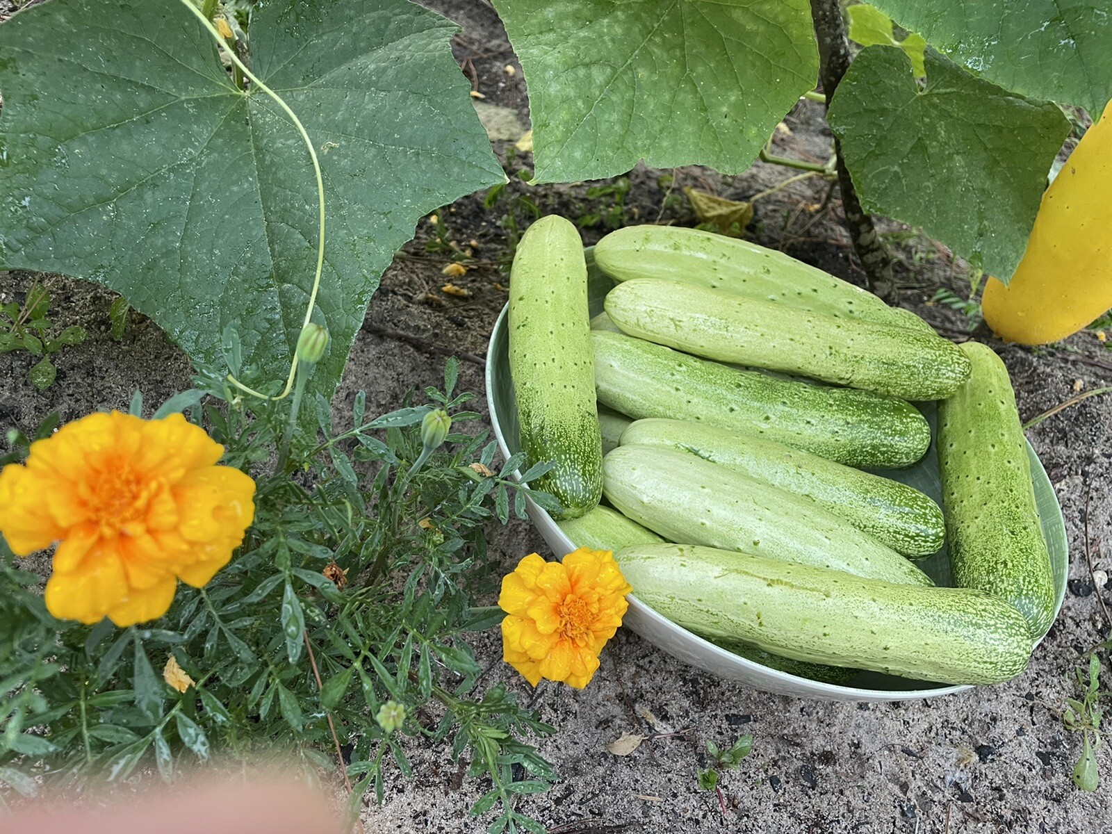 25 organic Asian White /Green Sweet Crisp Cucumber seeds (2023 summer) 新鲜水果黄瓜种子