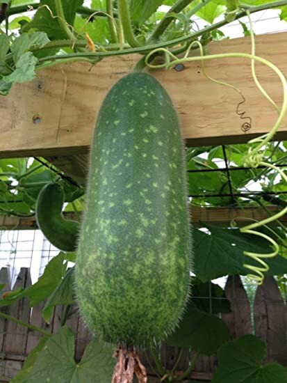 50+ WAX GOURD Winter Melon White Ash Benincasa Hispida Vegetable Seeds Bi Dao