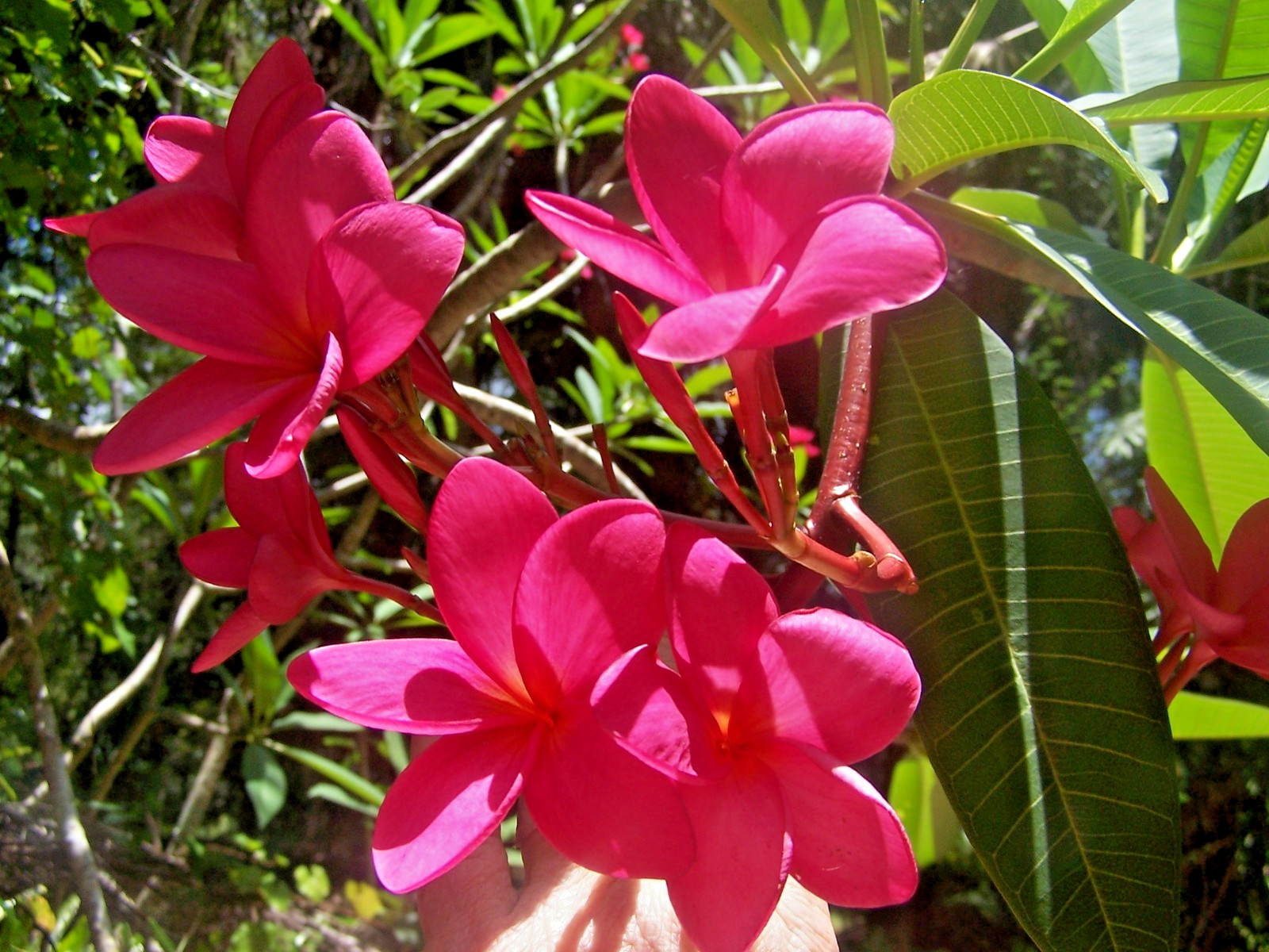 Sub-Tropic RED PLUMERIA FRANGIPANI PLANT CUTTING – FRAGRANT EASY TO GROW 9-12″