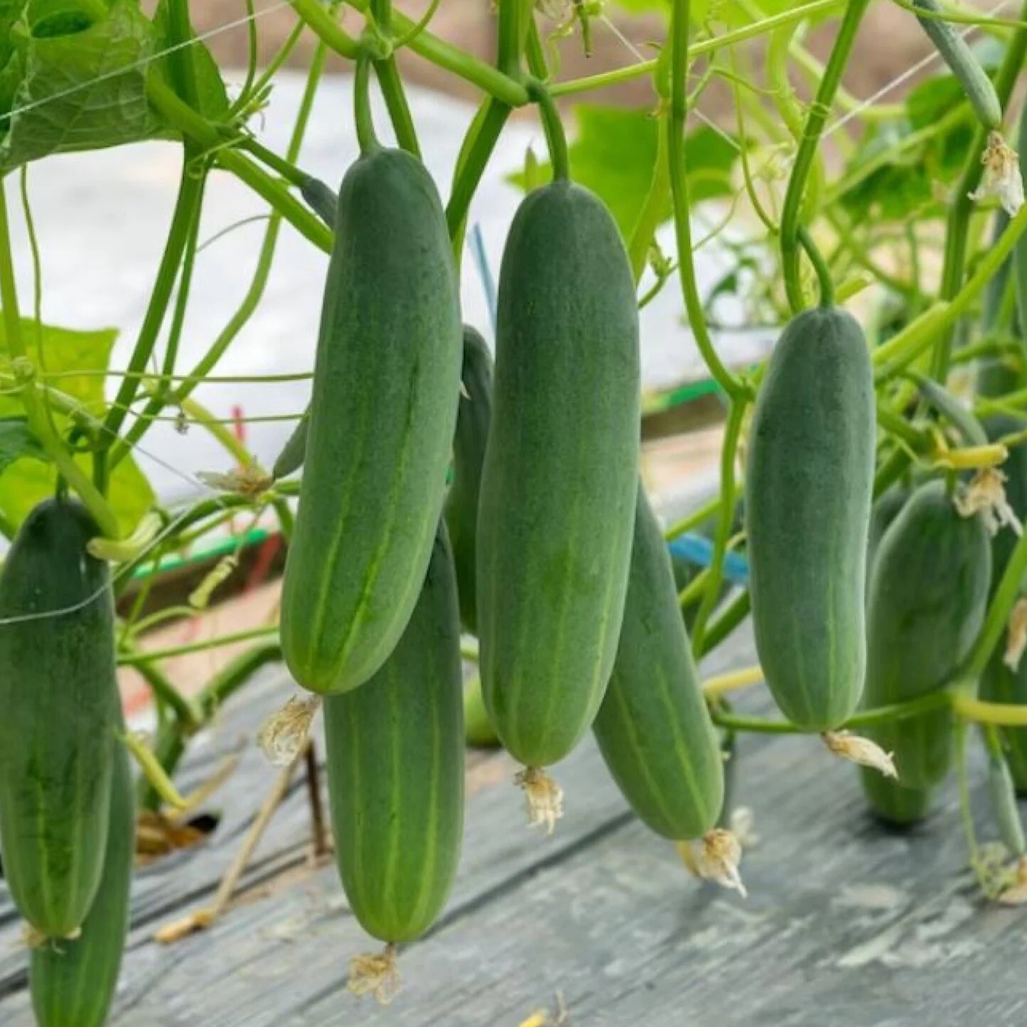 50+ Cucumber Seeds – Marketer | Vegetable Garden Pickling NON-GMO USA