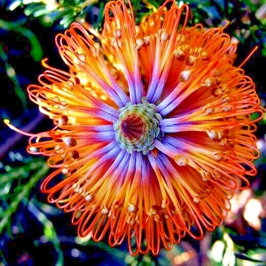Lantern Banksia Tree Seeds “Fireworks” Exotic Flowering House Plant RARE
