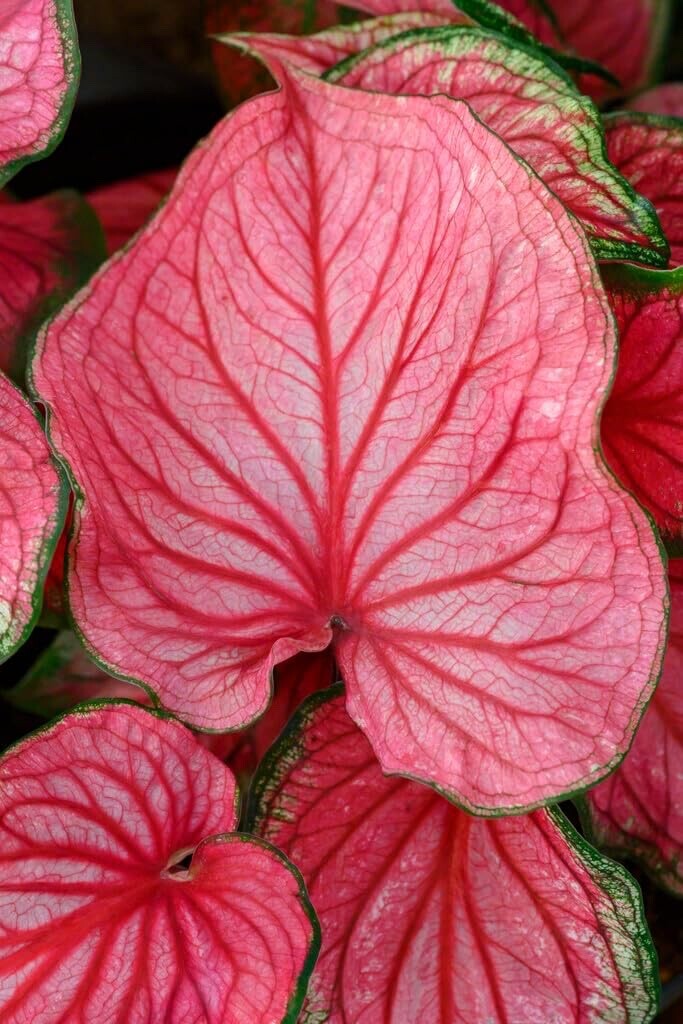 10 Pink Symphony Caladium Bulbs for Planting – Perennial Hosta, Elephant Ears