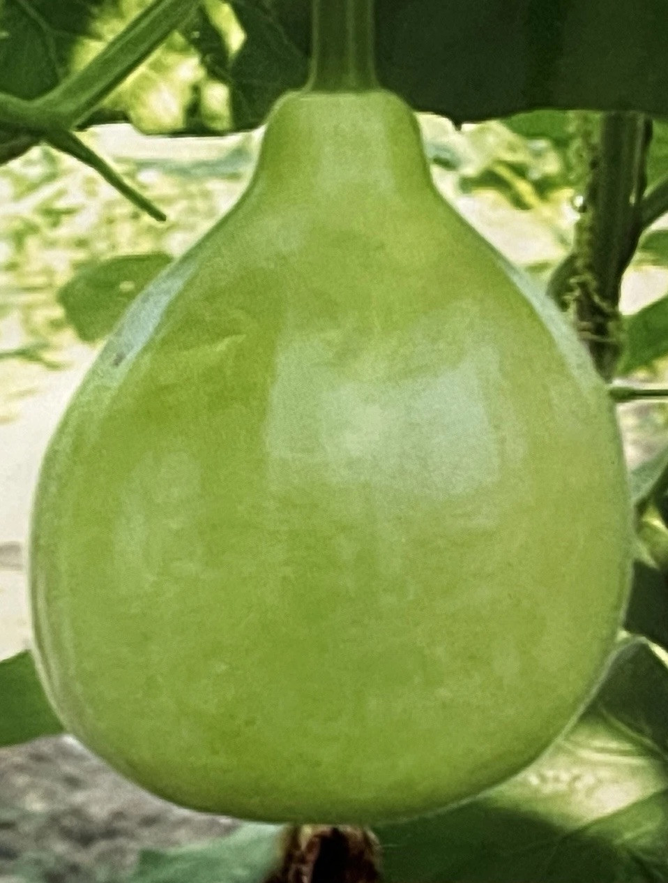 Law Pain Shak( Round ), Bottle Gourd seeds 100% Natural 6gm Free Shipping
