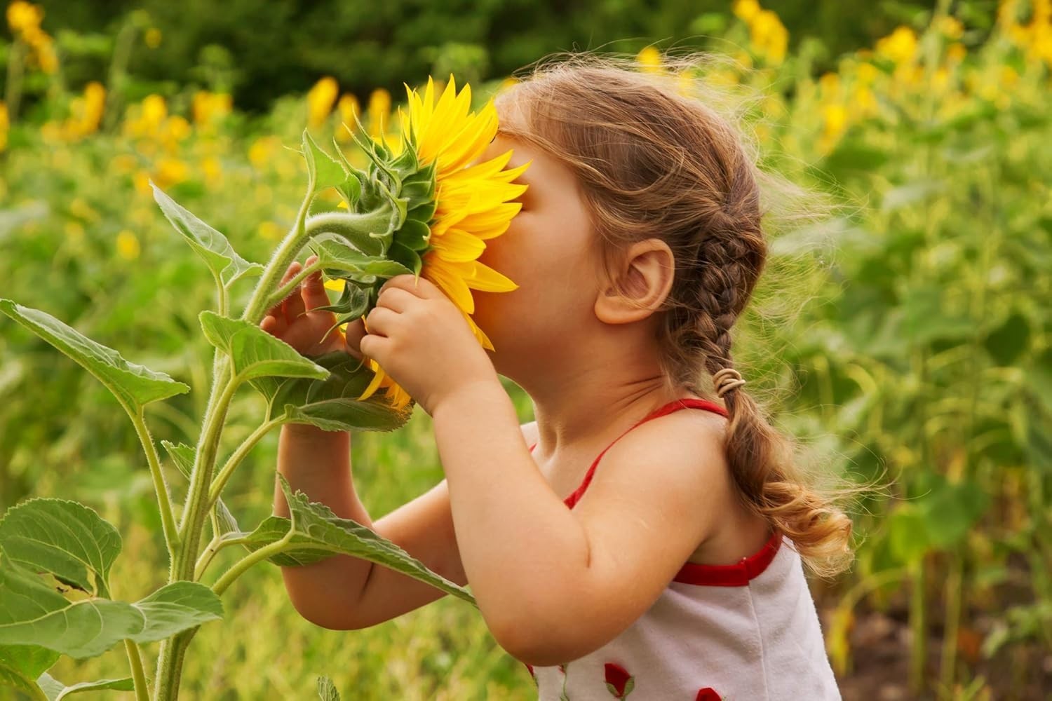 5200+ Sunflower Seeds for Planting Bulk Variety Pack, Get More Sunflower Seed…
