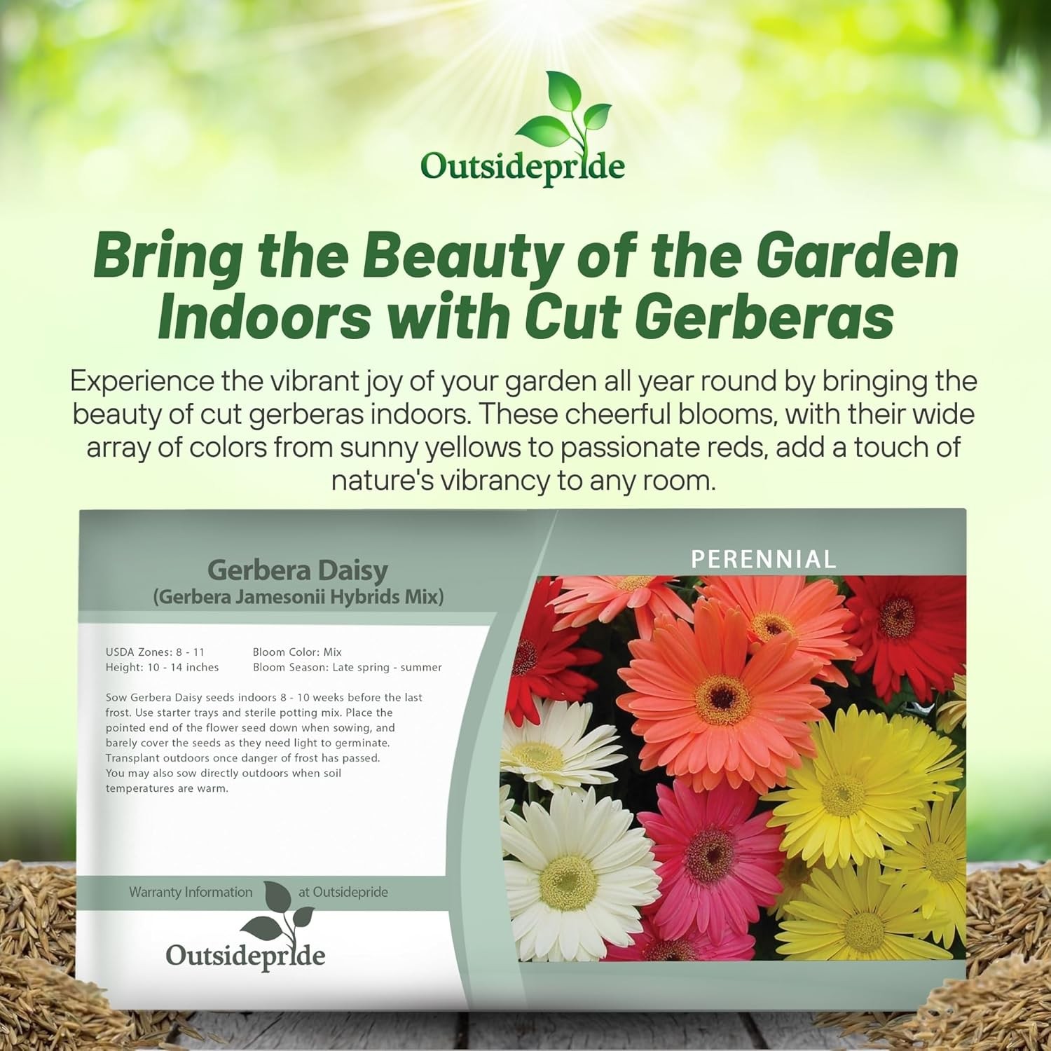 100 Seeds Gerbera Seeds For Planting | Perennial Gerbera Flower Seed Mix