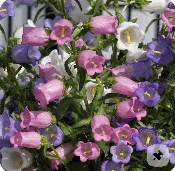 200 Plus Canterbury Bells-Mix Colors-Campanula Flower Seeds