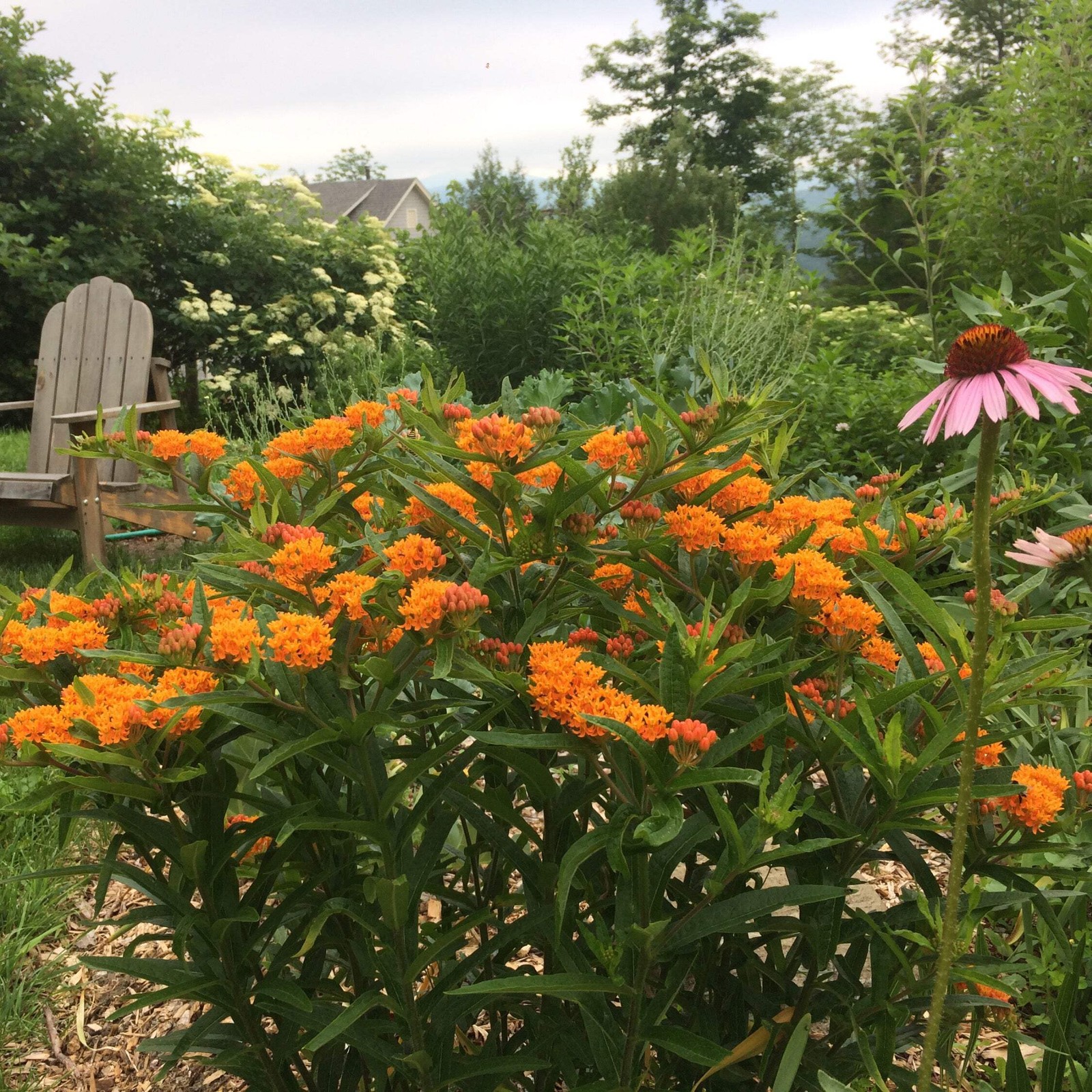 Pollinator Garden Boxed Seed Collection ~Native Wildflower Pollinator Attractors