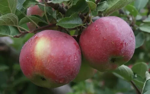 25+ Empire Apple Seeds for Garden Planting – USA – FREE SHIPPING!