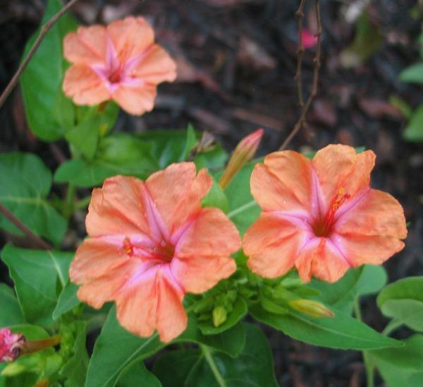 Mirabilis jalapa | Salmon Four O’clock | 5 Seeds