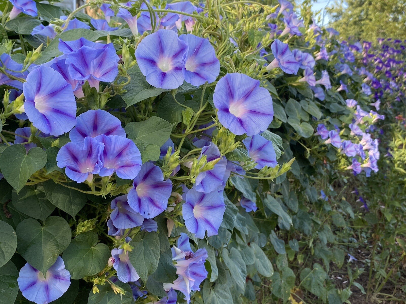 Morning Glory 25 Seeds Purple Blue Flowers Climbers Climbing Vine Hummingbirds
